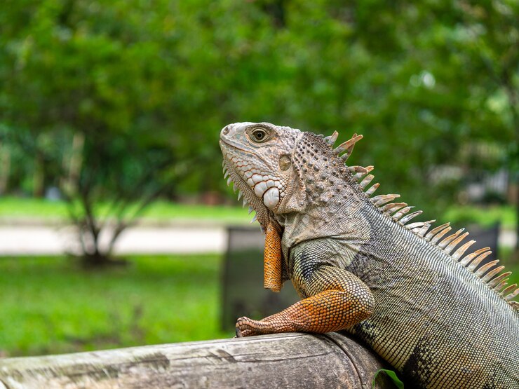 Discover the Caribbean Islands and Their National Animals