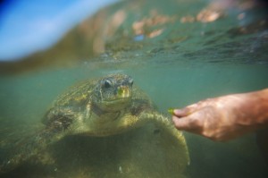 Lguana Island Scuba Diving