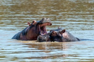 DumaZulu Cultural Village & Boat Safari