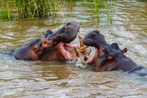 Hippo and Crocodile Cruise