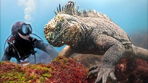 Iguana Island Scuba Diving